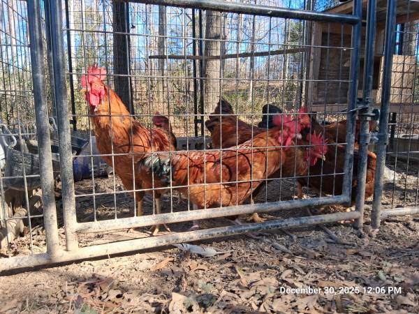 Rhode island reds rooster 1