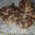 Rehoming Ball Pythons - Bethlehem (prices reduced) 7 thumbnail