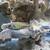 3 FLAMEBACK African Cichlids!! 1 thumbnail