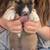 American Bully Mix Puppies 6 thumbnail