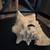 SEA SHELL OLD LARGE HORSE CONCH 10 WIDE X 7 TALL 3 thumbnail