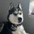 Husky for sale 4 thumbnail