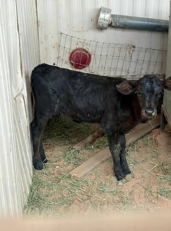 Calf 1