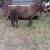 Sweet beautiful pony mare 2 thumbnail