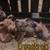Downsizing: Kune/PB cross pigs and puppies 5 thumbnail