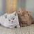 British Shorthair 2 thumbnail
