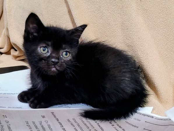 Werewolf/ Persian mix kittens (Muscle Shoals)63735856932739121