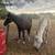 Horse Boarding in Parrish 13 thumbnail