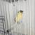 Canaries canarios 14 thumbnail