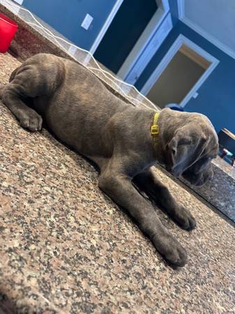 Cane Corso - $163622362445315124