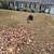 Leave clean up, leave blowing, tree removal 7 thumbnail