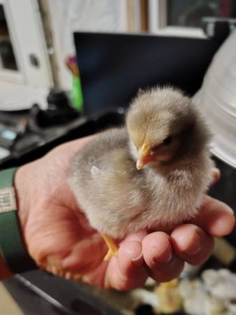 Baby chicks 1