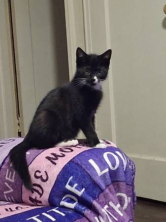 6 month old kitten for adoption (East Flatbush)