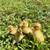 Buff ducks 1 thumbnail