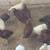 9 week old pullets and cockerels 10 thumbnail
