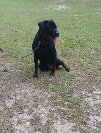 Rottweiler (Shannon)63625229147905122