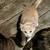 >^^< ADORABLE KITTENS 2 thumbnail