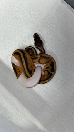 Pied ball python 1