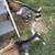 Pgmy Baby Goats 4 thumbnail