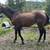 Project Horse -mare, thoroughbred 15 years old 5 thumbnail
