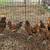 Golden Sebright Chickens 2 thumbnail