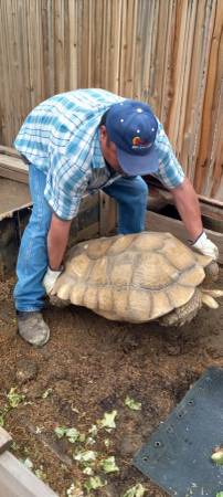 Tortuga 🐢  macho 1