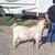 Young Boer Buck 8 thumbnail