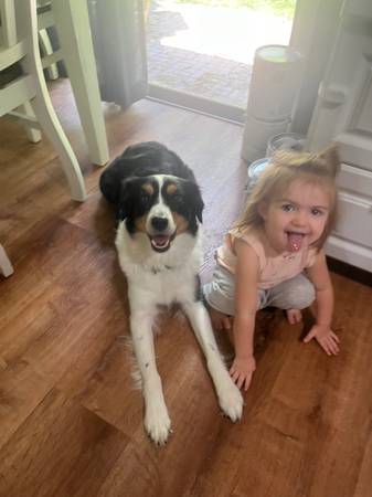 Aussie shepherd (Ocala)63861890334977120