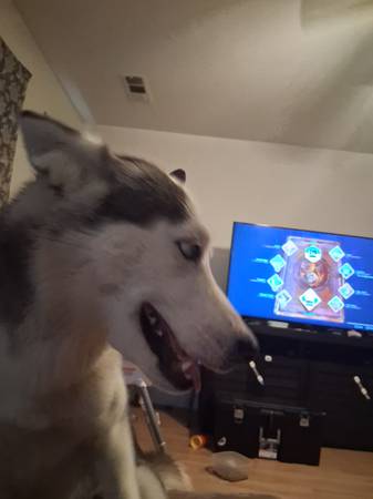 Rehoming 2 year old Husky (Visalia)63873028626305121
