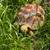 Sulcata Tortoise 1 thumbnail