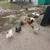 Chickens 7 thumbnail