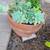 2 clay pots with succulent plants arrangment 5 thumbnail