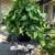 Beautiful Big Bold Syngonium Potted Plant 1 thumbnail