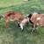Purebred nubian goat pair 1 thumbnail