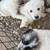 Great pyrenees puppies 12 thumbnail