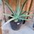 Aloe Vera, 1 thumbnail