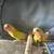 Lovebirds 1 thumbnail