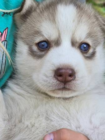 Puppies blue eyes (Moulton)63812943989123120