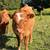 Cow calf pair 3 thumbnail