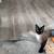 Siamese Cat 3 thumbnail