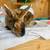 Mini Rex Rabbit 3 thumbnail