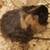 3 female texel guinea pigs with everything 2 thumbnail