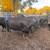 Bred cows 18 thumbnail