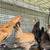 Chickens hens pullets 1 thumbnail