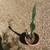 Cactus, naturally grown, healthy, Pot included 1 thumbnail