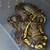 GHI Black Pastel Ball Python 4 thumbnail