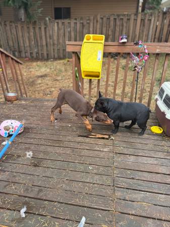 Cachorro de Doberman rojo en adopción (Federal way)64184332005763121