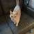 Very friendly cat 1 thumbnail