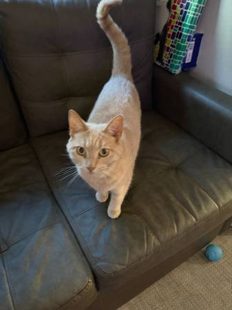 Very friendly cat 1