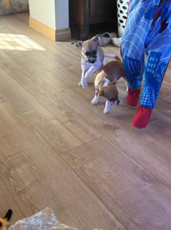 Sweetest little chi63949077389442123